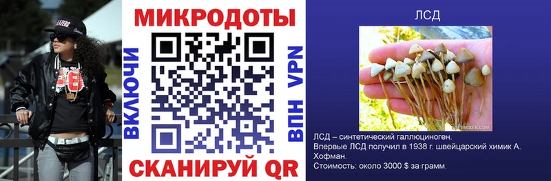 Псилоцибиновые грибы Psilocybine cubensis omg ONION Хасавюрт купить наркотики сайты
